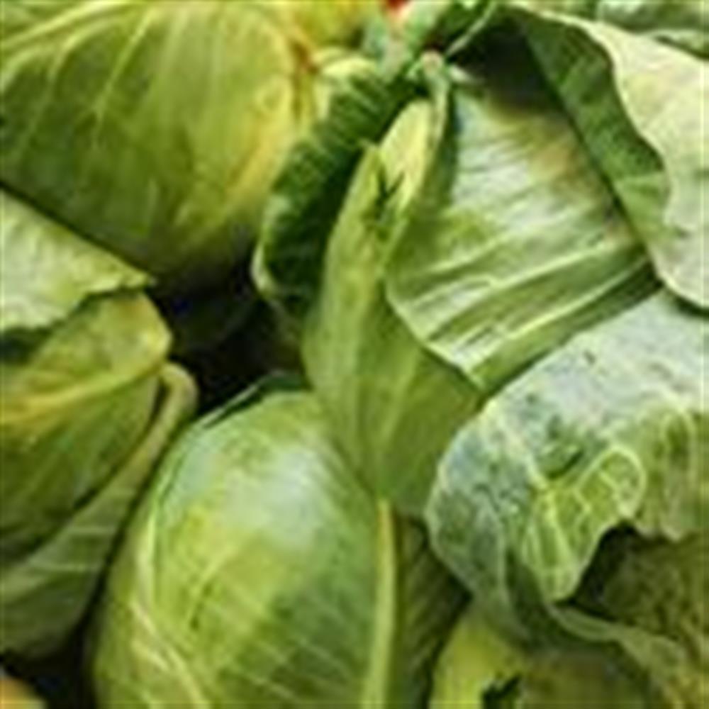 Cabbage, Green
