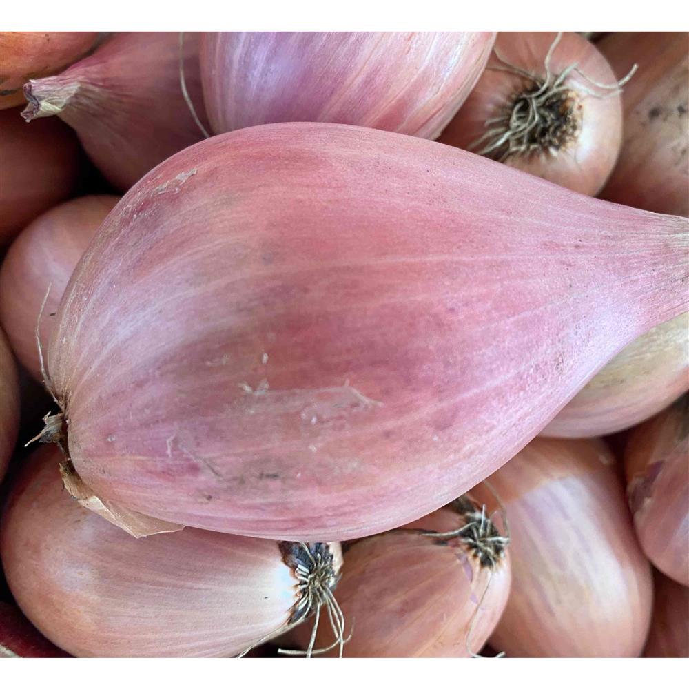 A close view of pink-skinned shallots.
