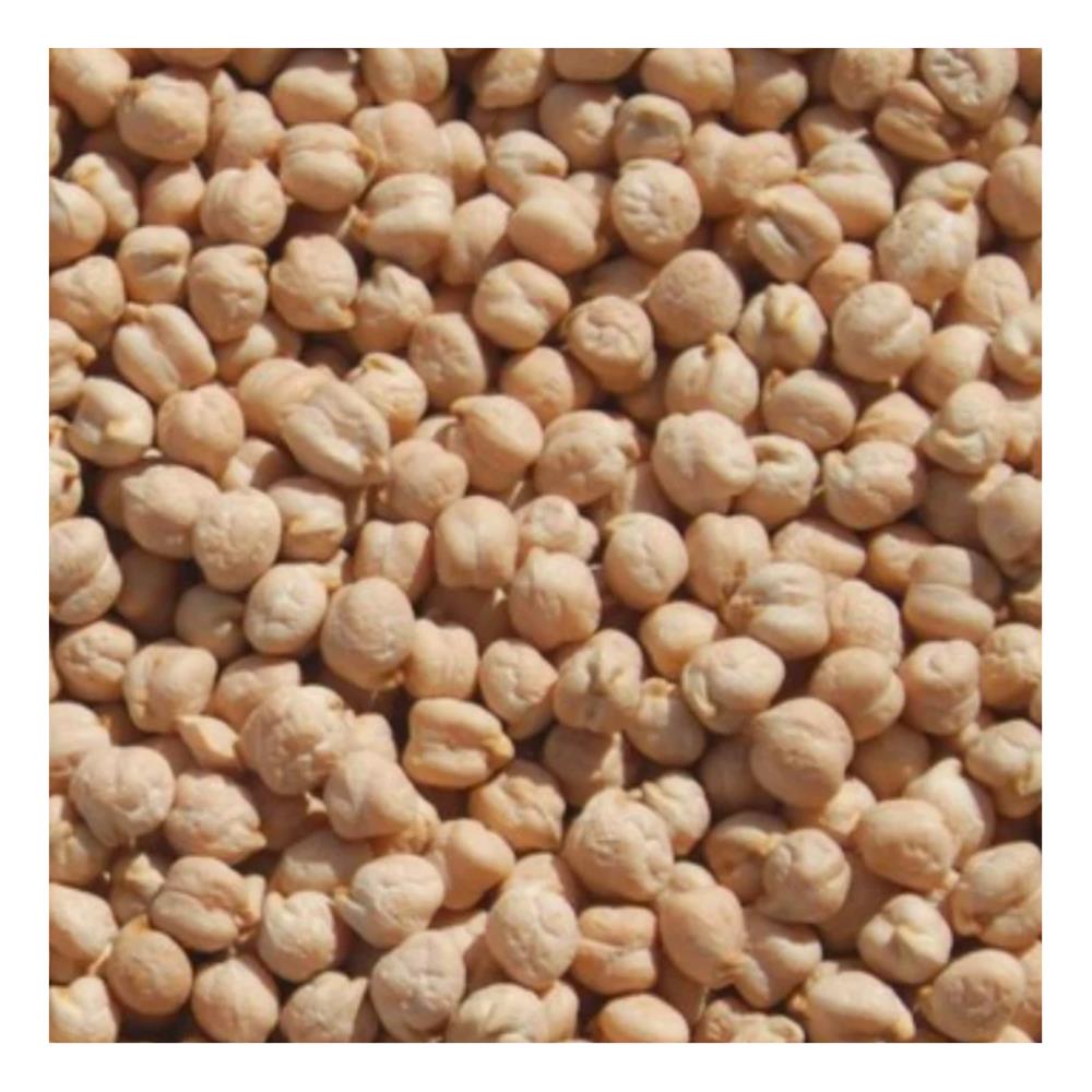 A close view of dried chickpeas.