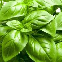 Basil