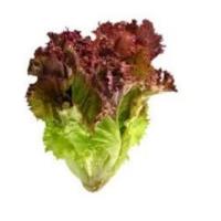 Lettuce, Red Leaf