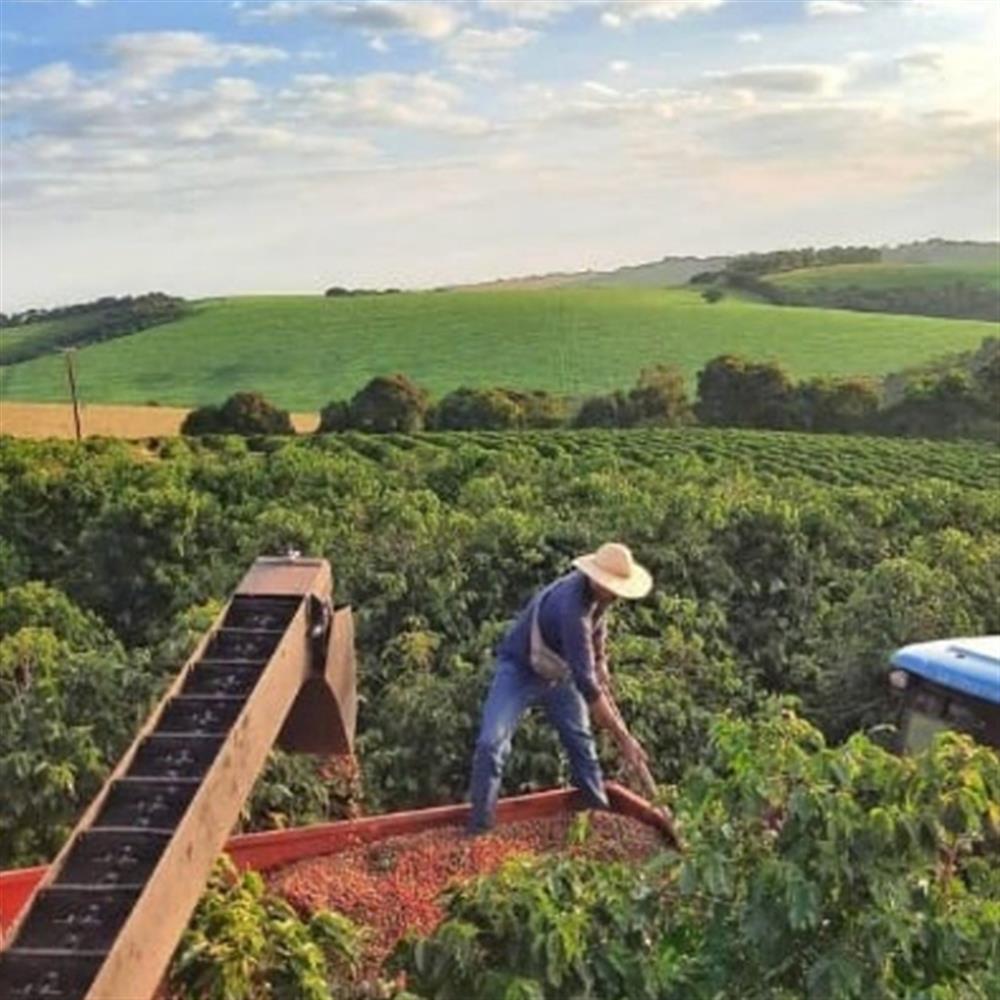 A person working among coffee plants