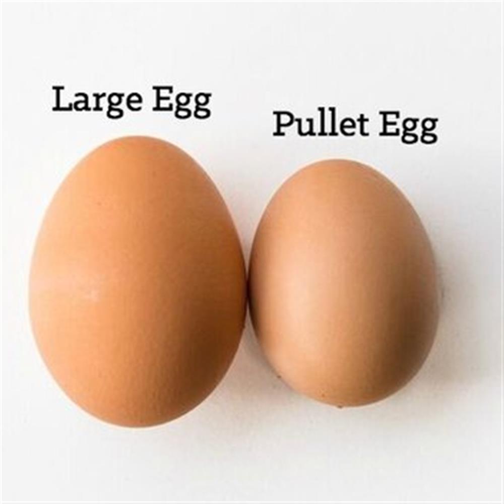 Eggs, Pullet/Small