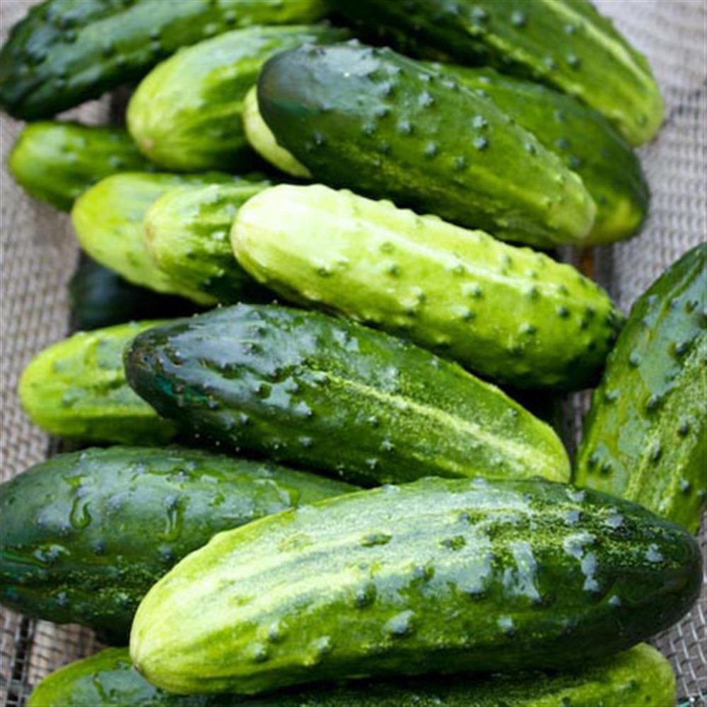 Cucumber, Pickling