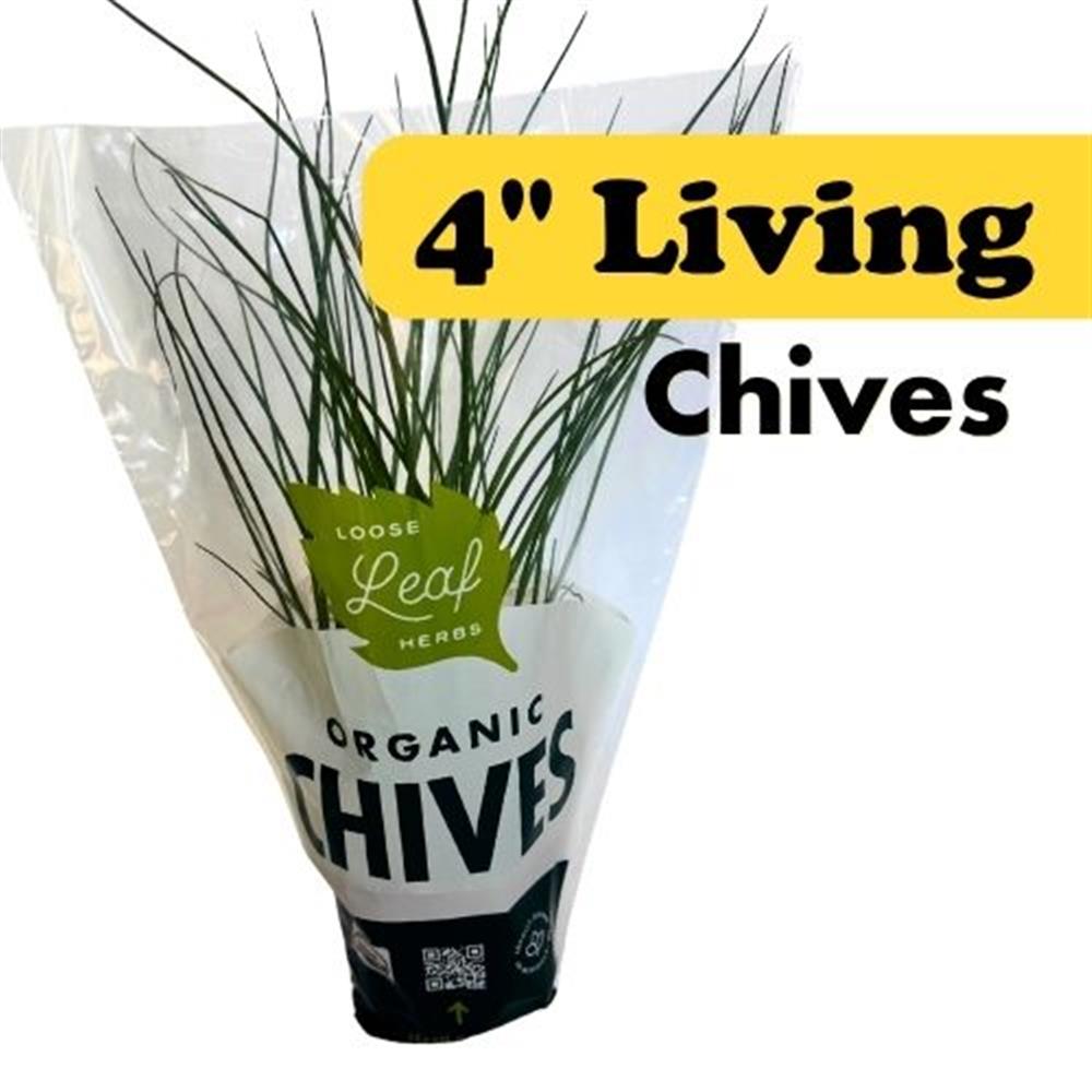 Chives - 4" Potted Living Herbs COG