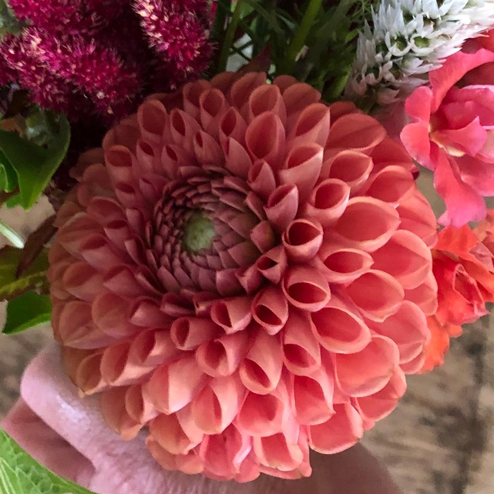 Bronze-colored dahlia flower