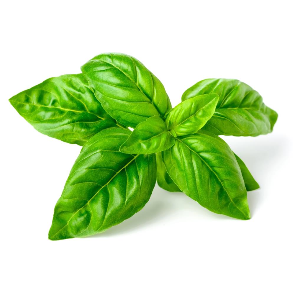 Basil