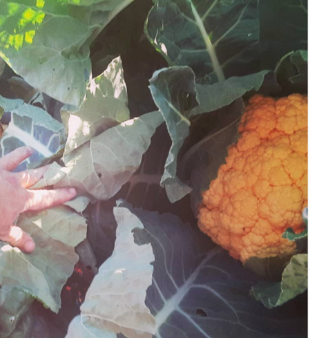 Orange cauliflower growing among green leaves.
