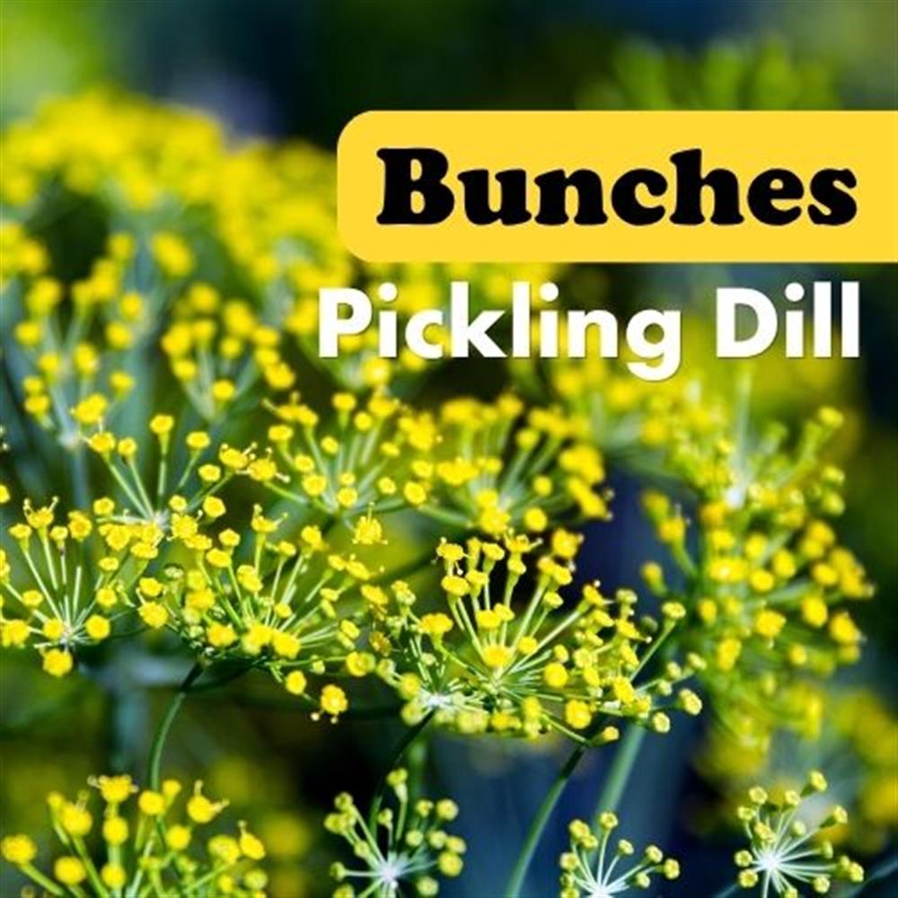 Dill Pickling Bnch COG
