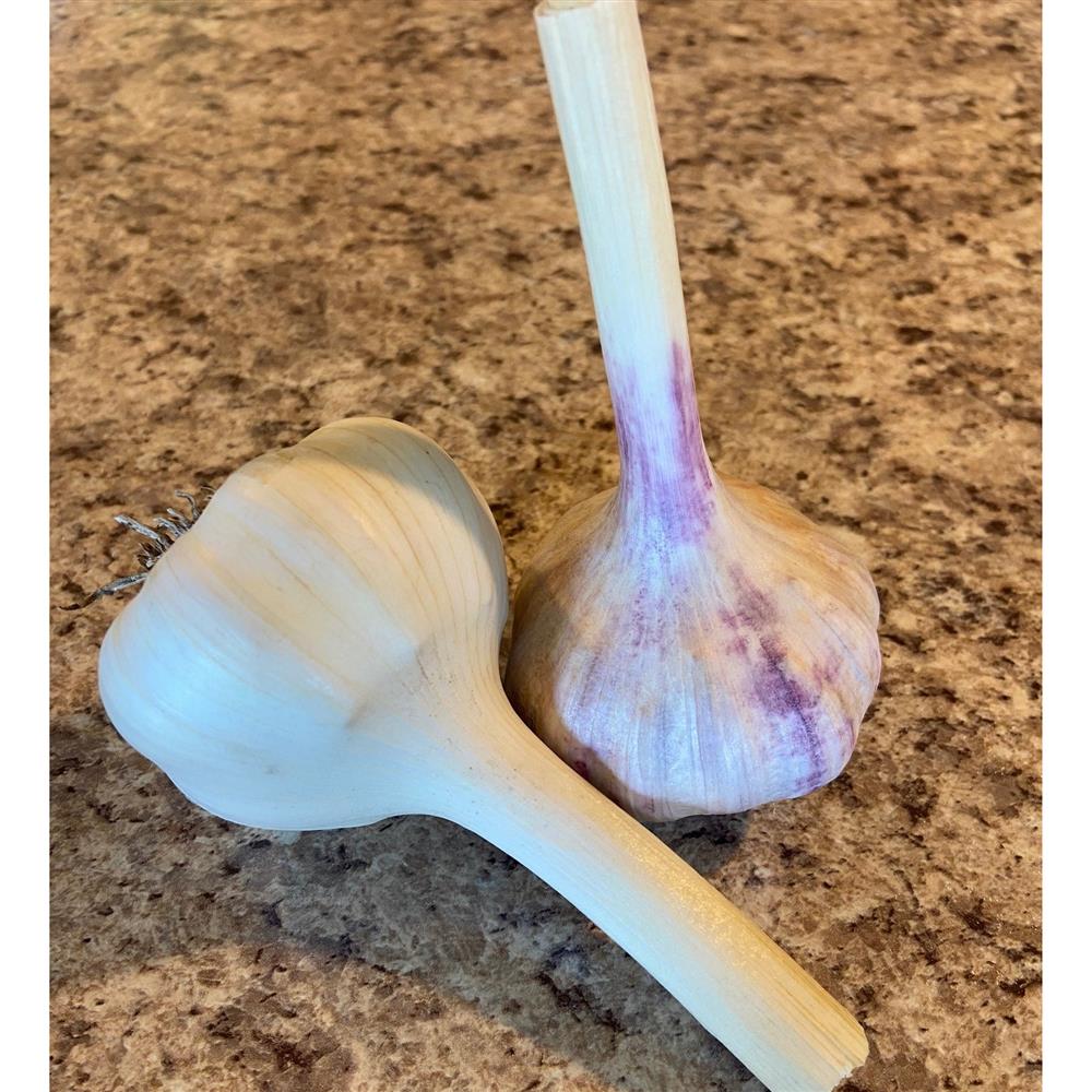 Garlic, Hardneck