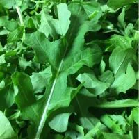 Arugula