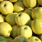 CSA Gingergold Apples 5lb