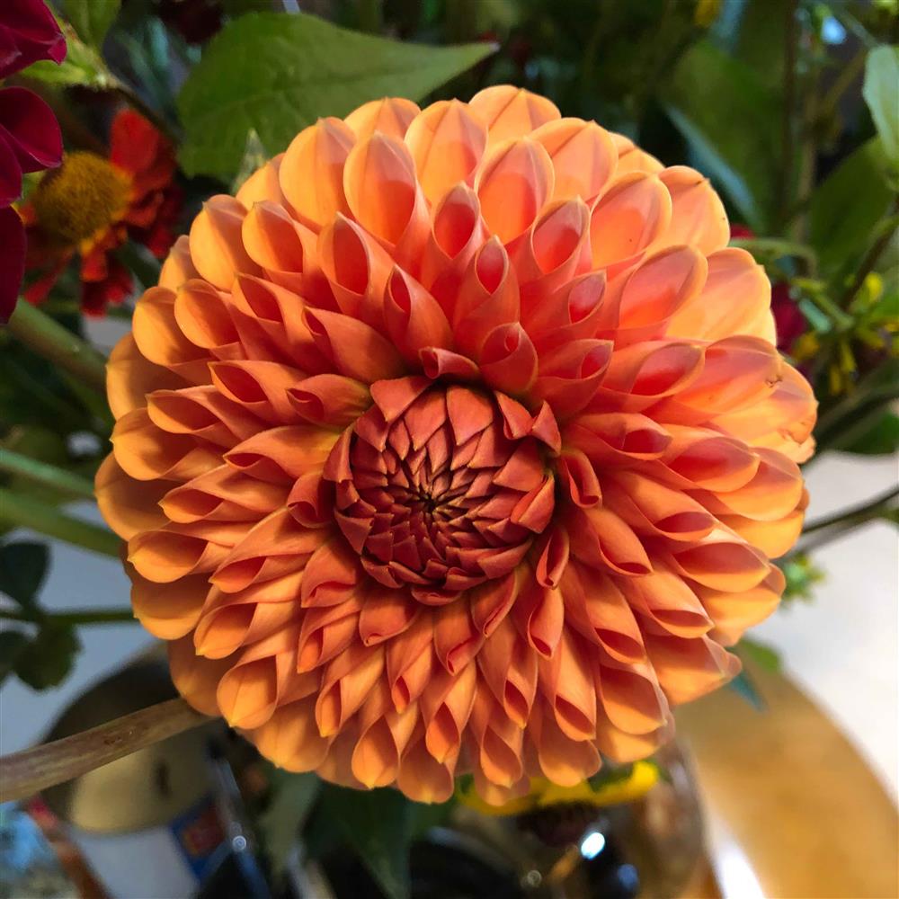 Orange dahlia flower