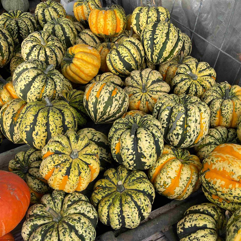 A pile of striped green, yellow and orange carnival squash.