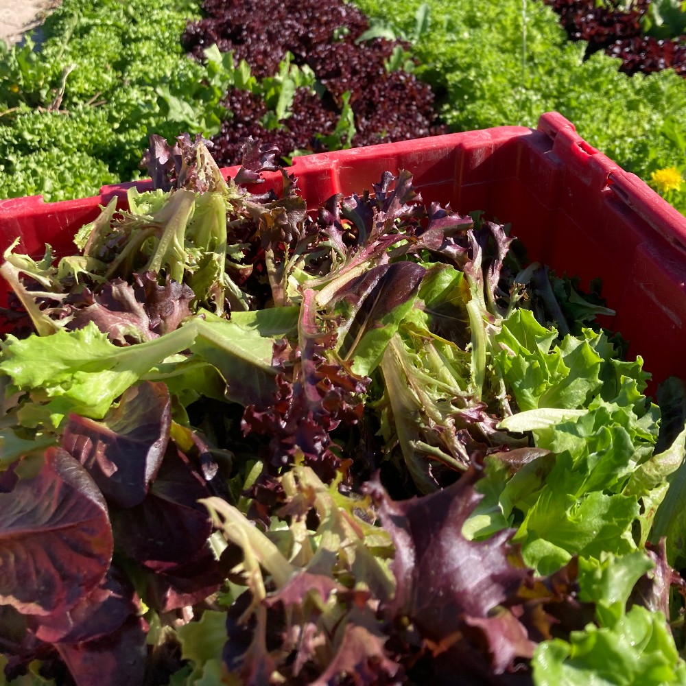 Red and green salad leaves in a harvest container.