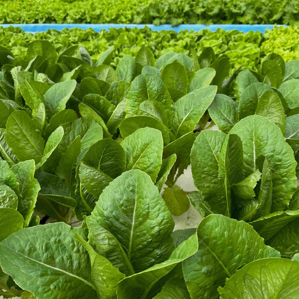 Green romaine lettuce