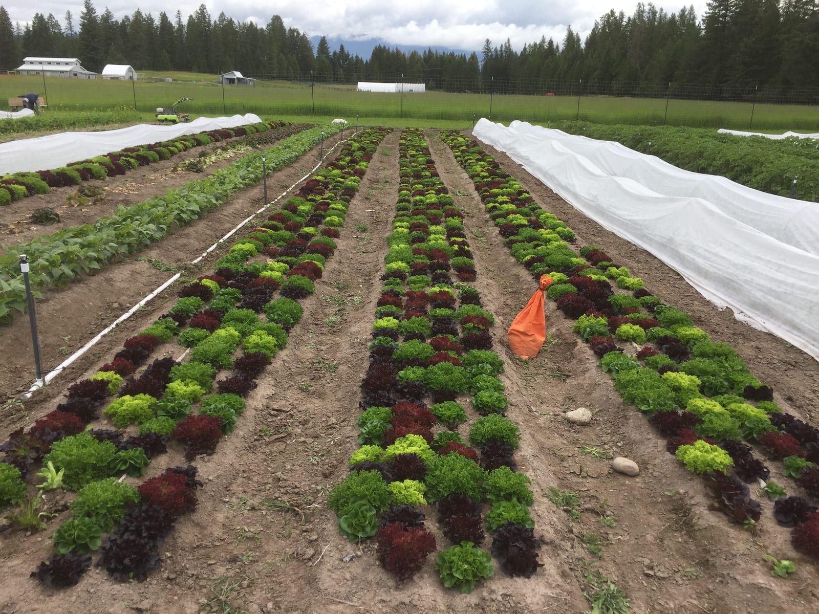 Rows of red and green lettuce under row cover beside the hoophouses at Wicked Good Produce.