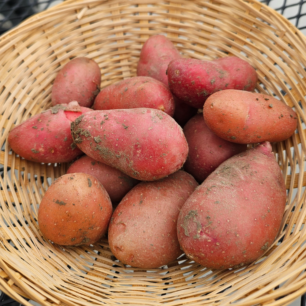 Red fingerling potatoes in a basket