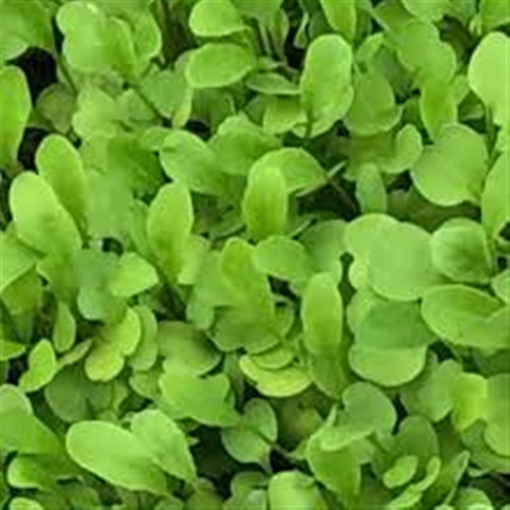 Microgreens, Broccoli