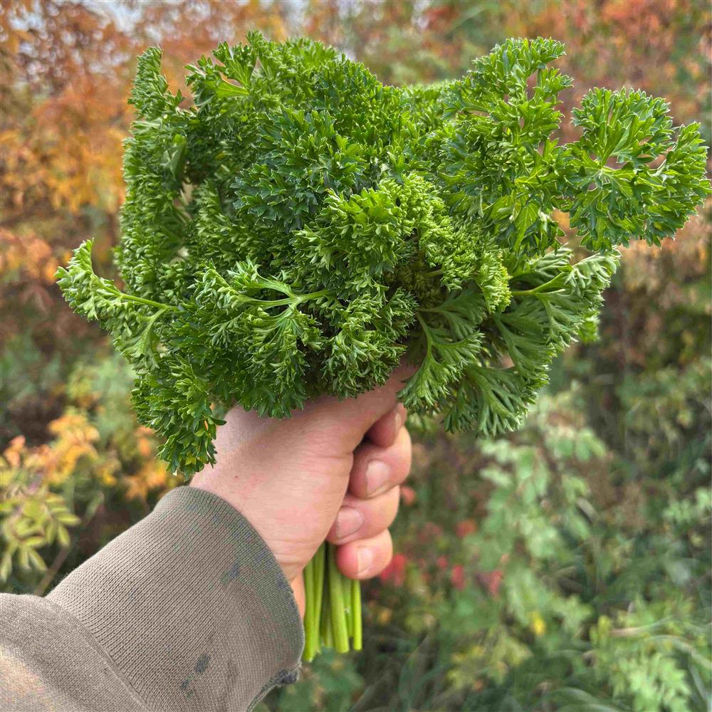 A hand holding a bunch of curly parsley outdoors.