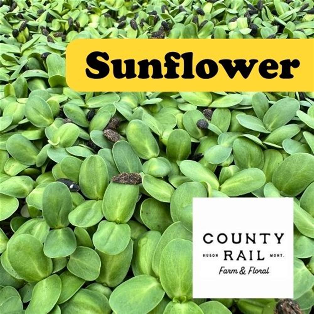 Microgreens Sunflower COG