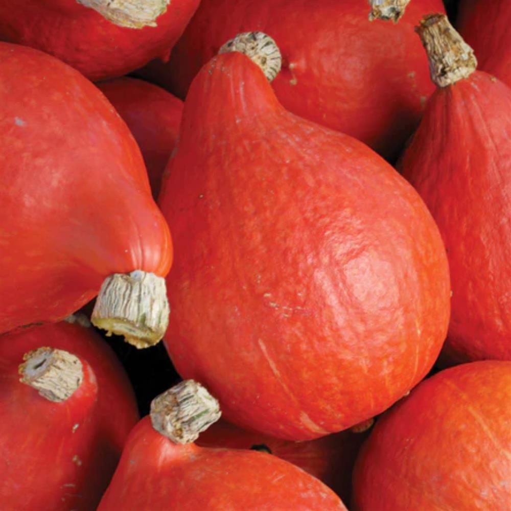 Winter Squash, Red Kuri