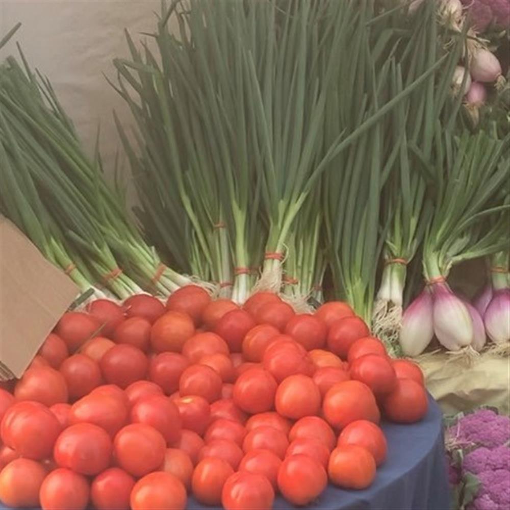 Bunches of green onions displayed behind tomatoes.