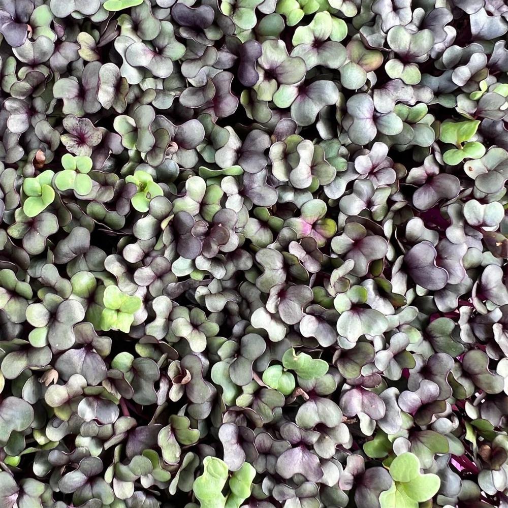 Microgreens, Red Mammoth Cabbage