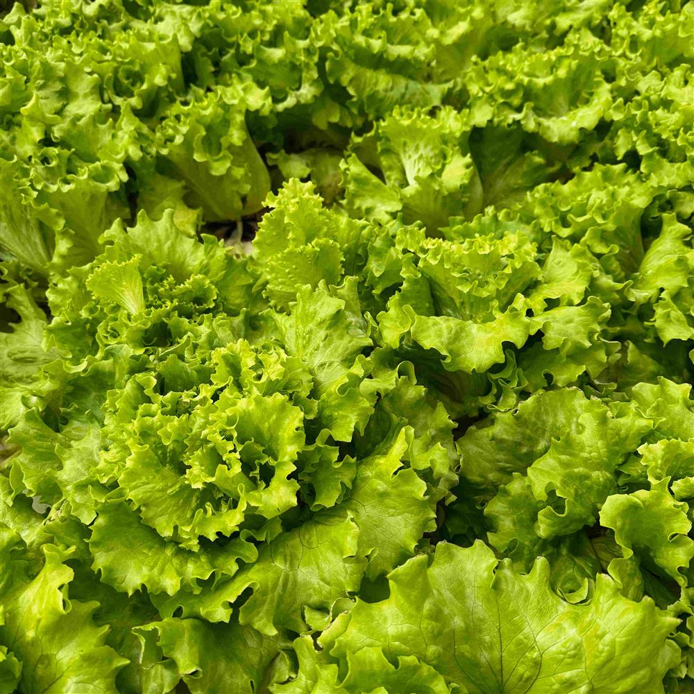 Curly green lettuce leaves