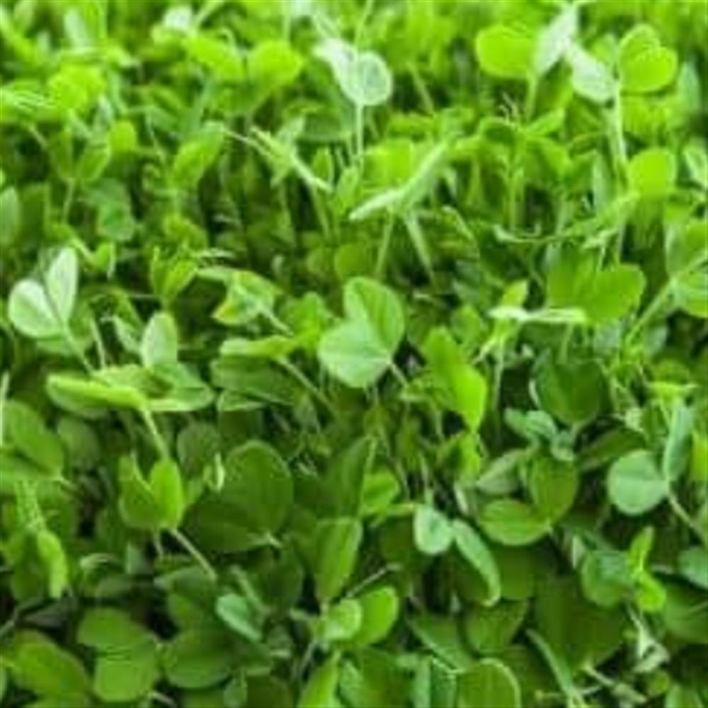 Microgreens, Pea Shoots