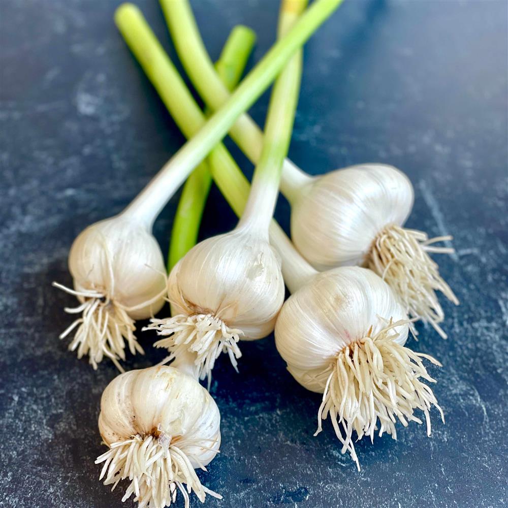 Fresh garlic bulbs with green stems