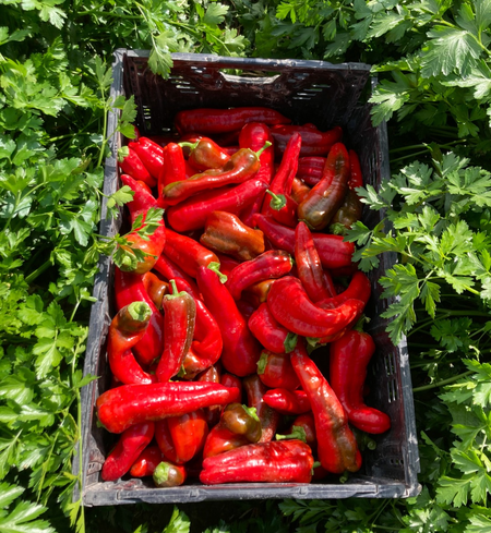 Red Italian peppers in a harvest crate.
