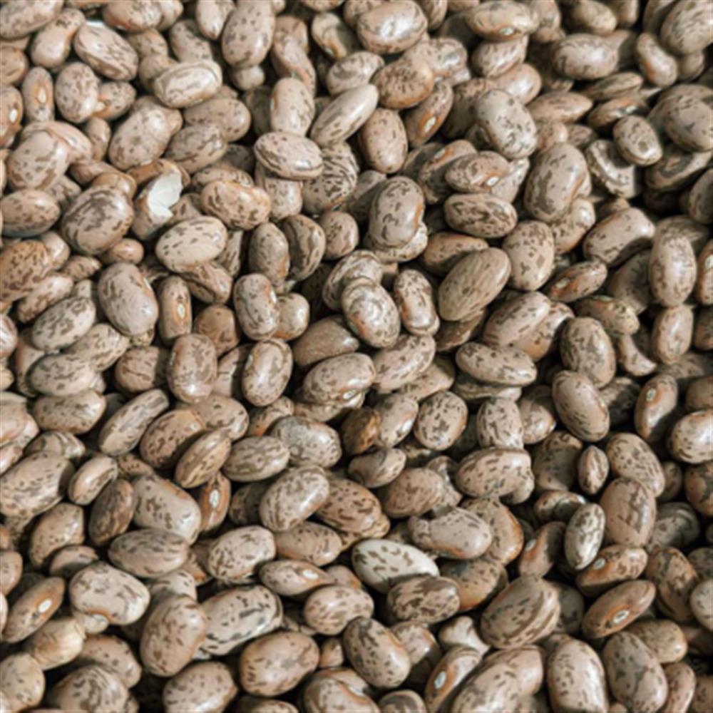 A close view of speckled dried beans.