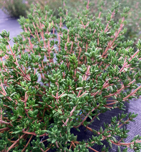 Thyme plants.