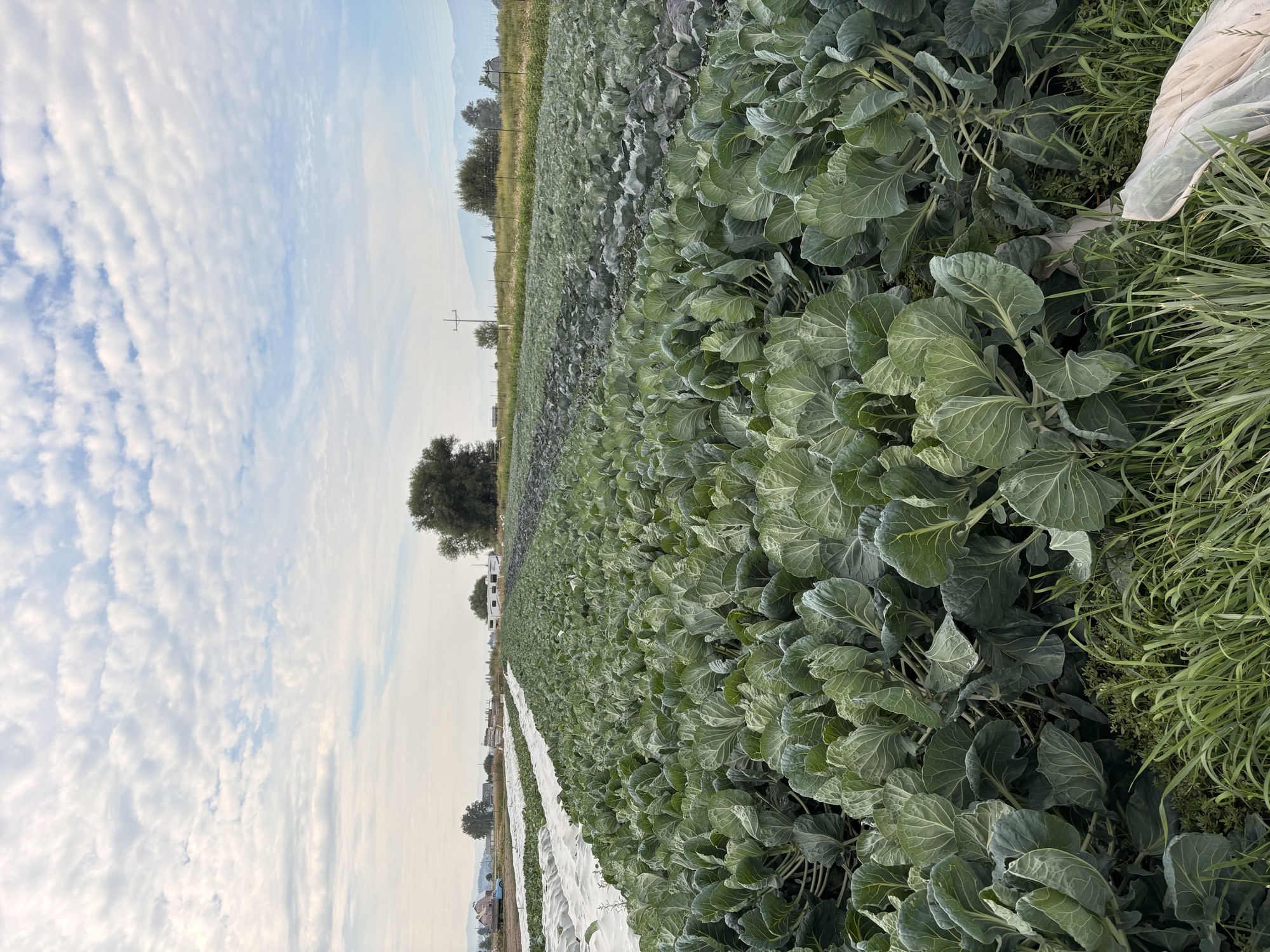 Rows of vegetables at Winter Kissed Farm.
