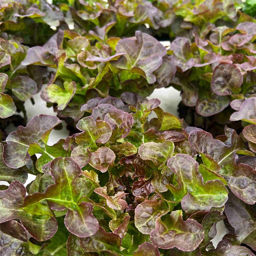 Red oakleaf lettuce