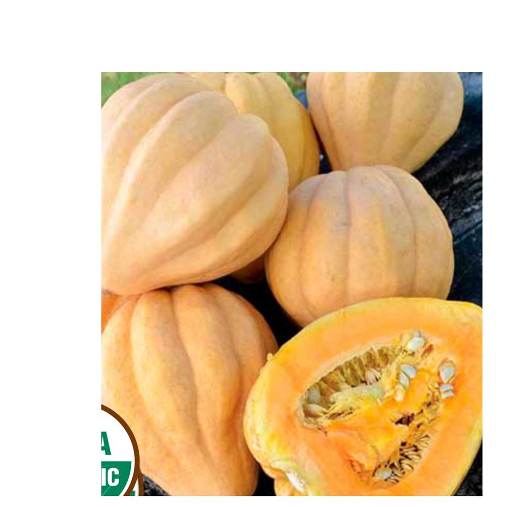 Winter Squash, Thelma Sander Sweet Potato