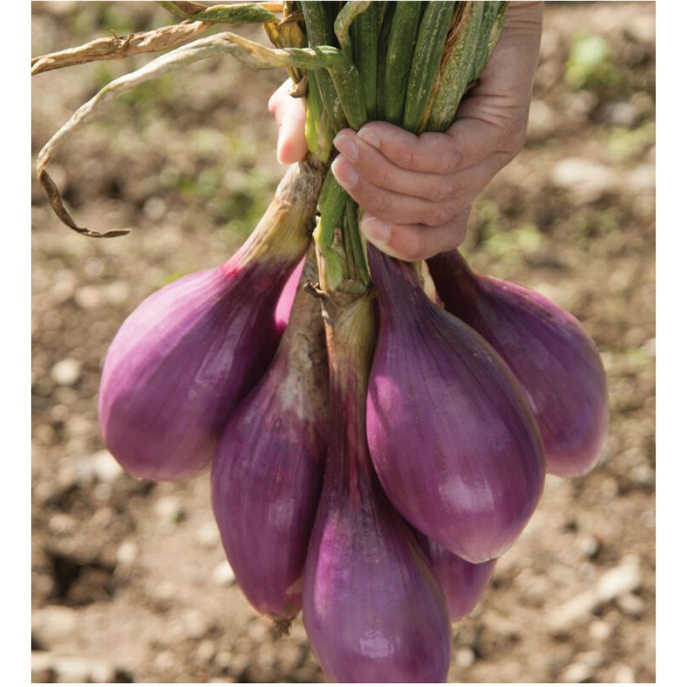 Onions, Red Tropea