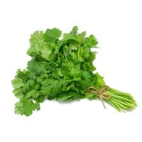 Cilantro