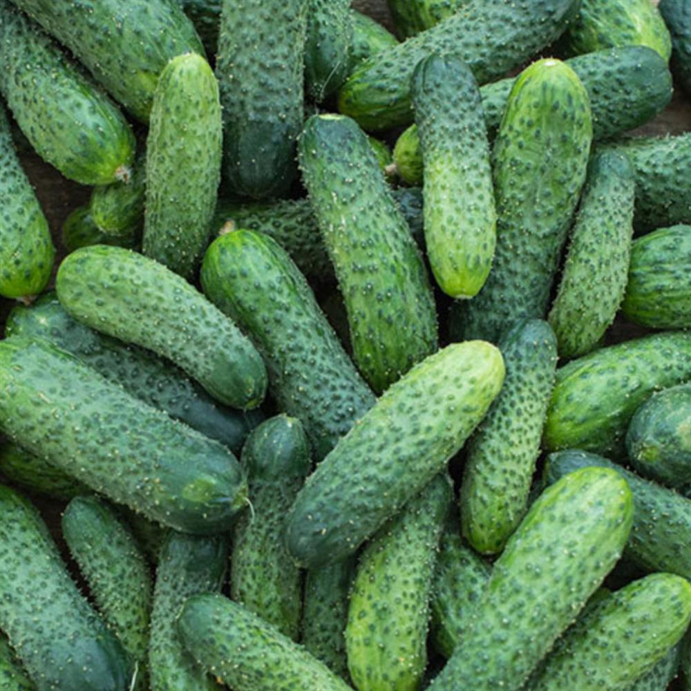 Cucumber, Pickling