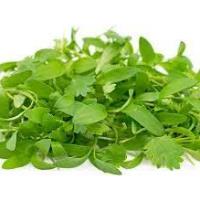 Microgreens, Cilantro