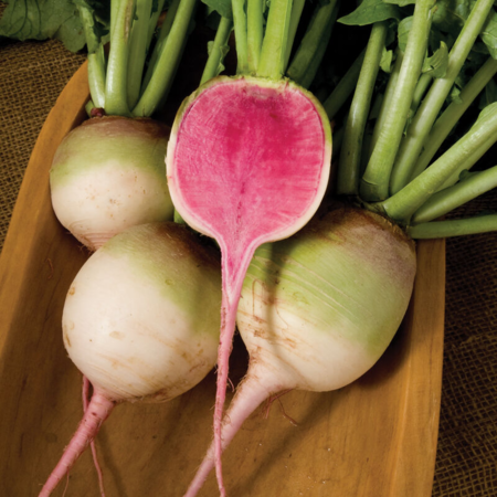 Watermelon radishes with a bright pink cut center.