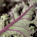 Kale Red COG