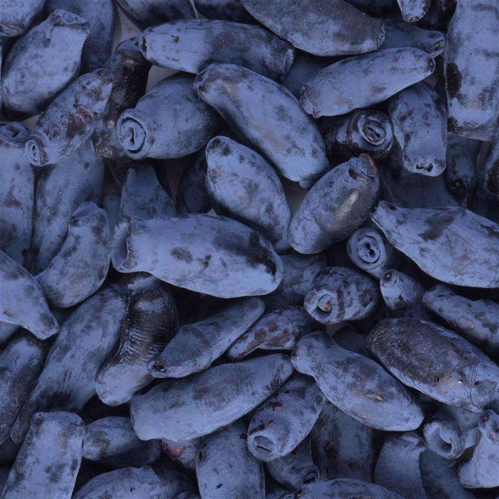 A close view of blue honeyberries.