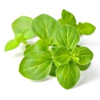 Oregano