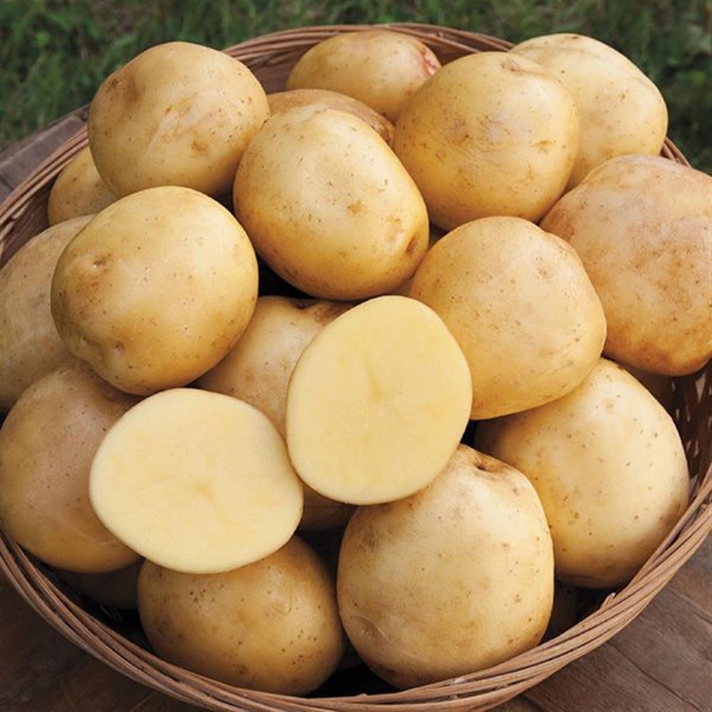 Potatoes, Yukon Gold