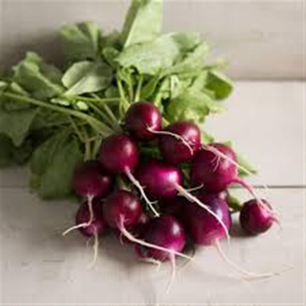 Radish, Bacchus Purple