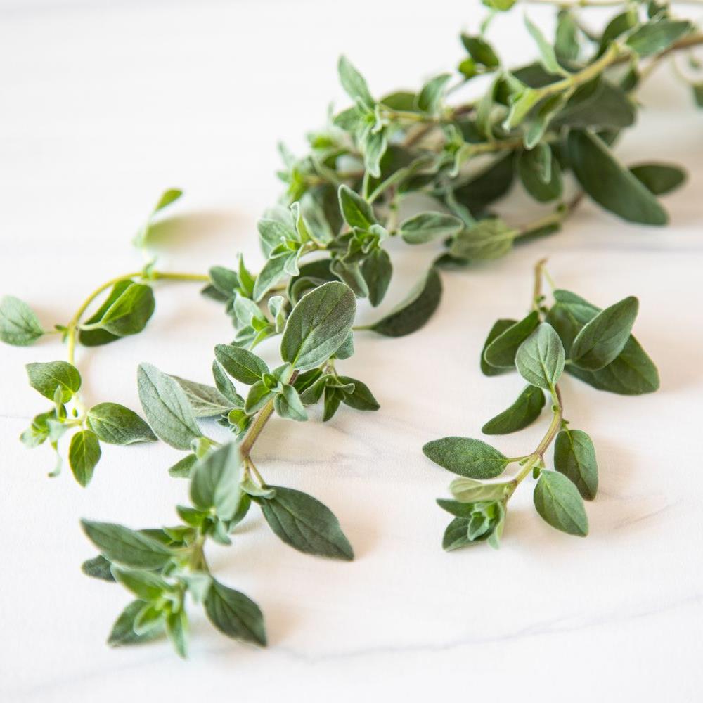 Fresh oregano sprigs
