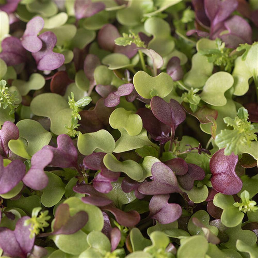 Microgreens, Spicy Mix
