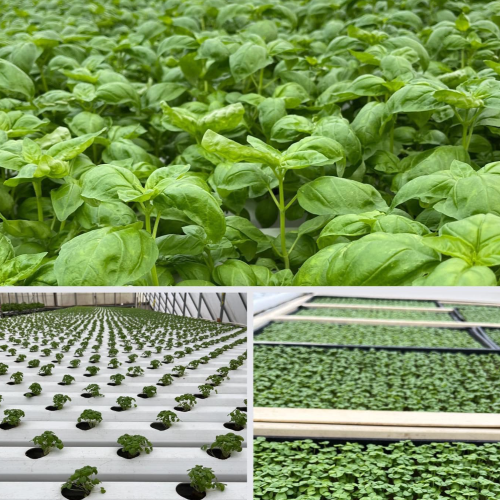 Basil